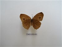 藏品(切翅眉眼蝶)的圖片